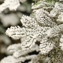 Albero di Natale Alpine Fir innevato Ø41 x H 180 cm