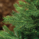 Albero di Natale Grandis Ø162 x H 240 cm