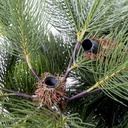 Albero grivola verde cmø118h210 con 107rami base in metallo