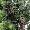 Albero monte amiata slim verde cmø37h240 con 1028 rami
