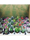 Pianta Grassa E Vaso Succulente 5,5 Cm