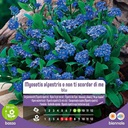 Semi Di Myosotis Alpestris O Non Ti Scordar Di Me Blu In Busta