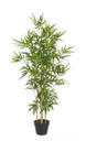 2x Pianta Bamboo C-Vaso H130Cm