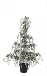 [B0939851] Pino Collalto Innevato H120
