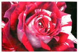 [V9174710000] Quadro rosa rossa yc-1461 cm. 80 x 60 x2,8