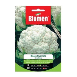 [1999845] Semi Cavolfiore Bianco Invernale Blumen