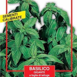 [030517] Semi Di Basilico Gigante - Maxi