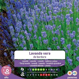 [1999868] Semi Di Lavanda Vera Da Bordura In Busta