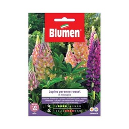 [027312] Semi Lupino Perenne Russel Mix Blumen