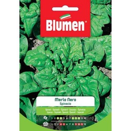 [027265] Semi Spinacio Merlo Nero Blumen