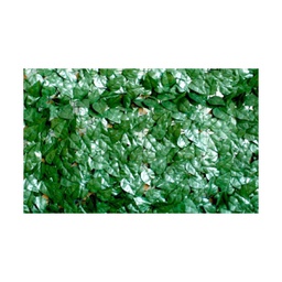 [20042651] Sempreverde lauro 1x3 mt