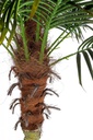 pianta palma c-vaso 21foglie h300