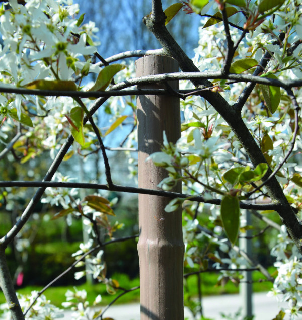 Canna in plastica ø 27mm lunghezza 210 cm per tutore e guida piante