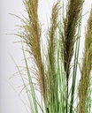 4x Pianta carina pampas verde marrone D.70x145h