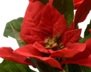 Poinsettia rossa in vaso h. 27cm