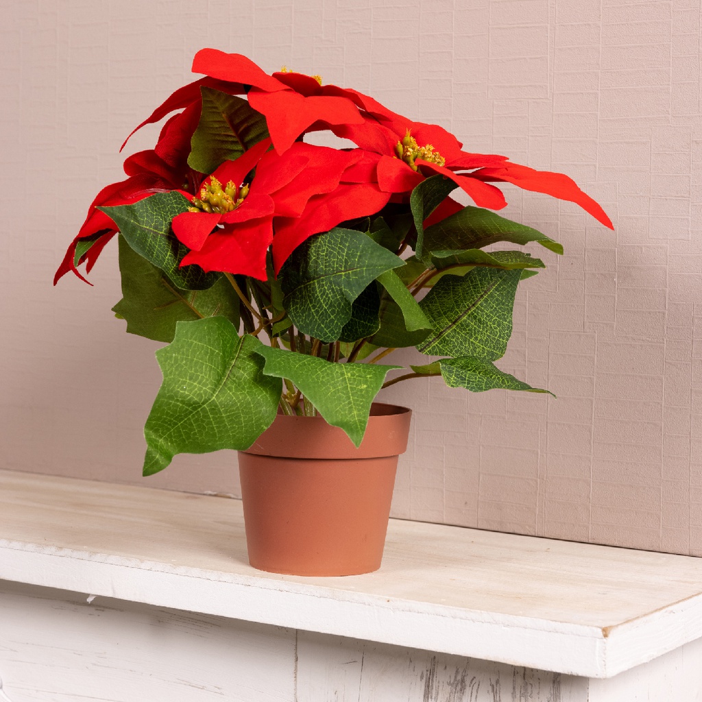 Poinsettia rossa in vaso h. 27cm