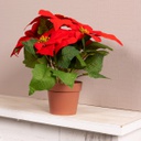 Poinsettia rossa in vaso h. 27cm