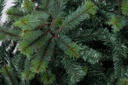 Albero germogliato Ø150x210h