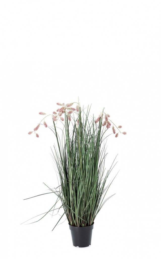 4x Pianta grevillea rosa D.70x100h in plastica