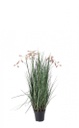 4x Pianta grevillea rosa D.70x100h in plastica