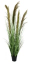 4x Pianta carina pampas verde marrone D.70x145h