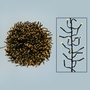Festone cluster miniLED 12cm 4+22,5m