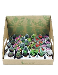 [2009040] Pianta Grassa E Vaso Succulente 5,5 Cm