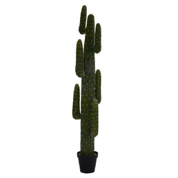 [V3628560000] Piante cactus messicano con vaso nero cmø40 h 183