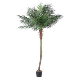 [B0172726] pianta palma c-vaso 21foglie h300