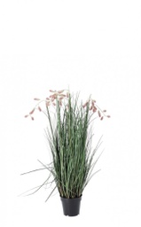 [B0172868] 4x Pianta grevillea rosa D.70x100h in plastica