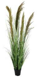 [B0172901] 4x Pianta carina pampas verde marrone D.70x145h