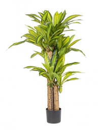 [B0172964] 2x Pianta dracaena C - D.100x130h in plastica