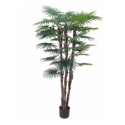 [FZ101125] Palma camerux 140 x 140 cm con vaso