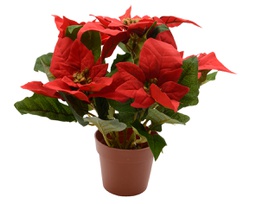 [20184975] Poinsettia rossa in vaso h. 27cm